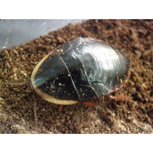 画像2: ■サツマゴキブリ　5匹セット (2)