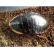 画像3: ■サツマゴキブリ　5匹セット (3)