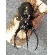 画像2: コーカサスオオカブトムシ　幼虫10匹 (2)