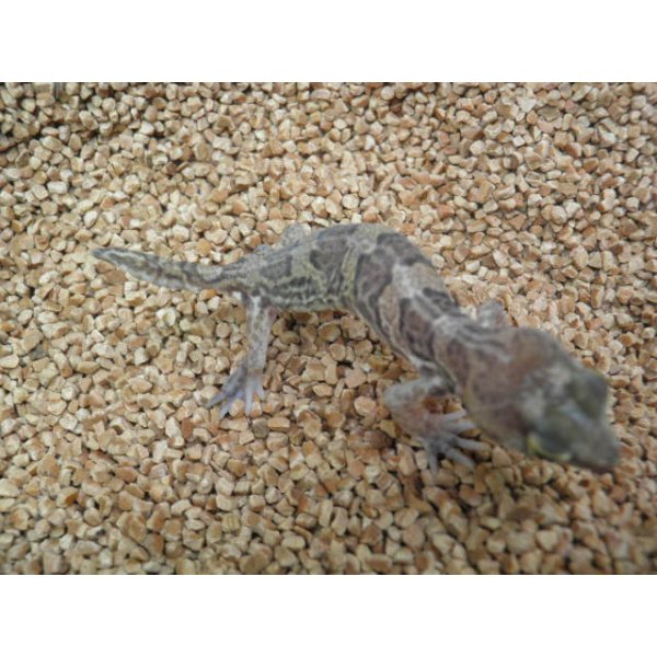 画像5: ■ヒガシアフリカトカゲモドキ　Pr (5)