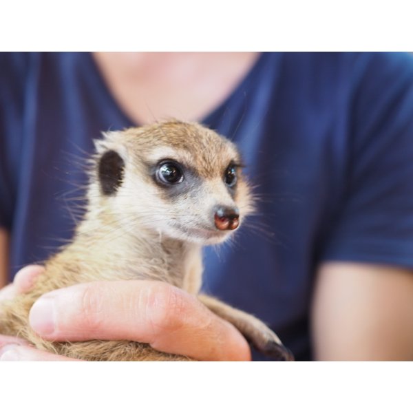 画像6: baby■ミーアキャット　暫定、男の子 (6)