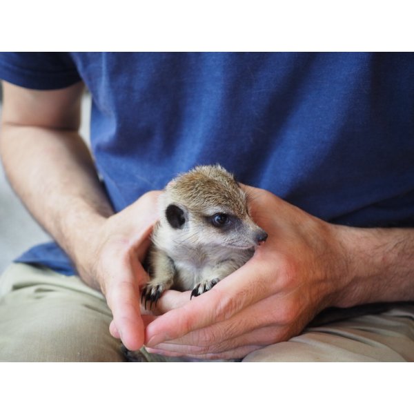 画像3: baby■ミーアキャット　暫定、男の子 (3)