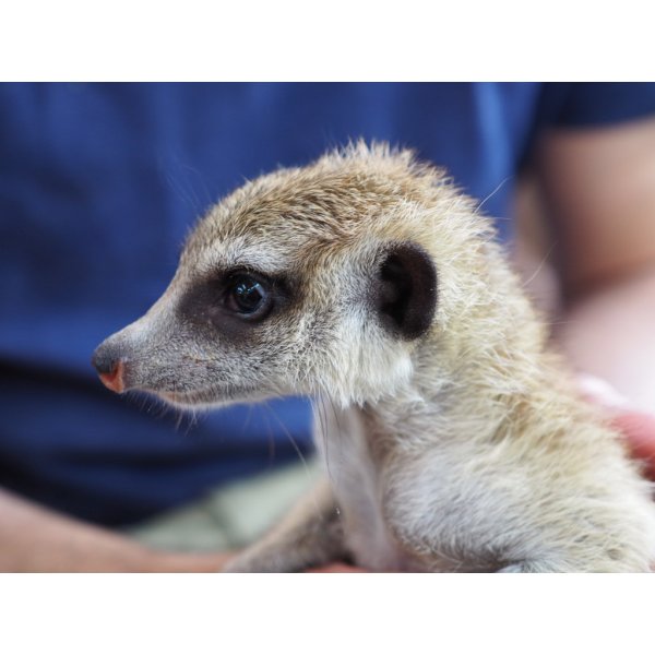 画像6: baby■ミーアキャット　暫定、女の子 (6)