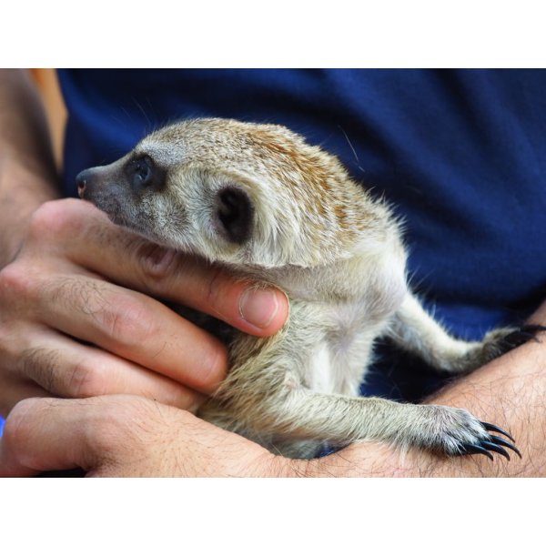 画像6: baby■ミーアキャット　暫定、女の子 (6)