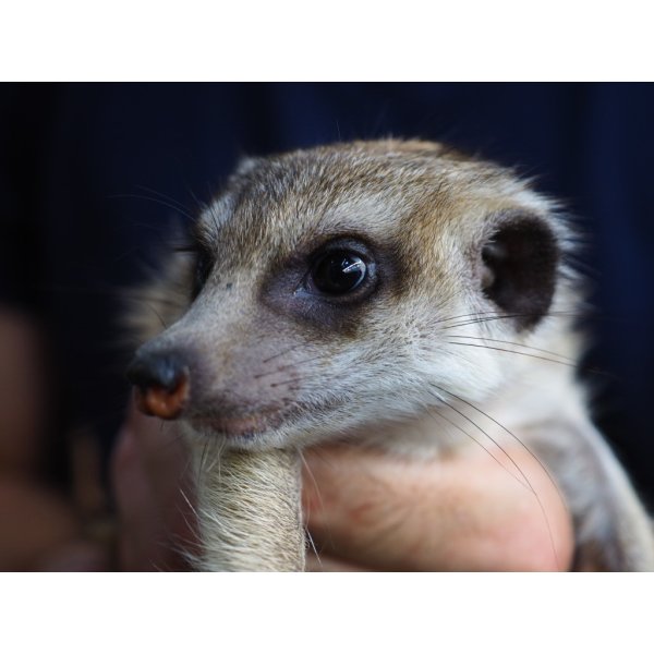 画像4: baby■ミーアキャット　暫定、女の子 (4)