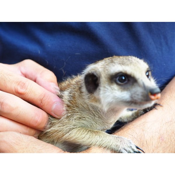 画像7: baby■ミーアキャット　暫定、女の子 (7)