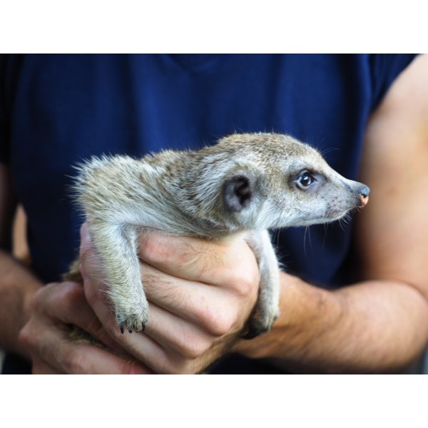 画像3: baby■ミーアキャット　暫定、女の子 (3)