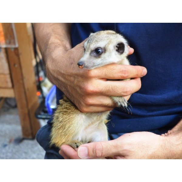 画像5: baby■ミーアキャット　暫定、女の子 (5)