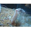 画像3: ■活マウス　繁殖用　3ペア (3)