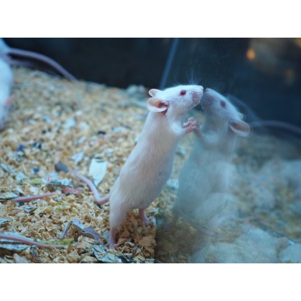 画像3: ■活マウス　繁殖用ペア (3)