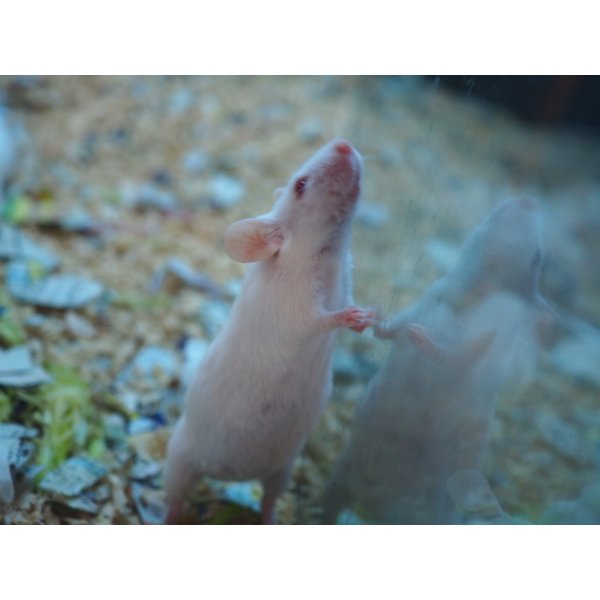 画像4: ■活マウス　繁殖用ペア (4)