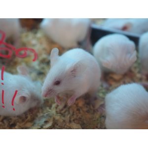 画像: ■活マウス　繁殖用ペア