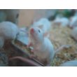 画像2: ■活マウス　繁殖用　3ペア (2)