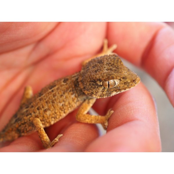 画像4: ■ヘルメットゲッコー　ペア　No.2　　　　　　　　　※尾切れ再生中 (4)