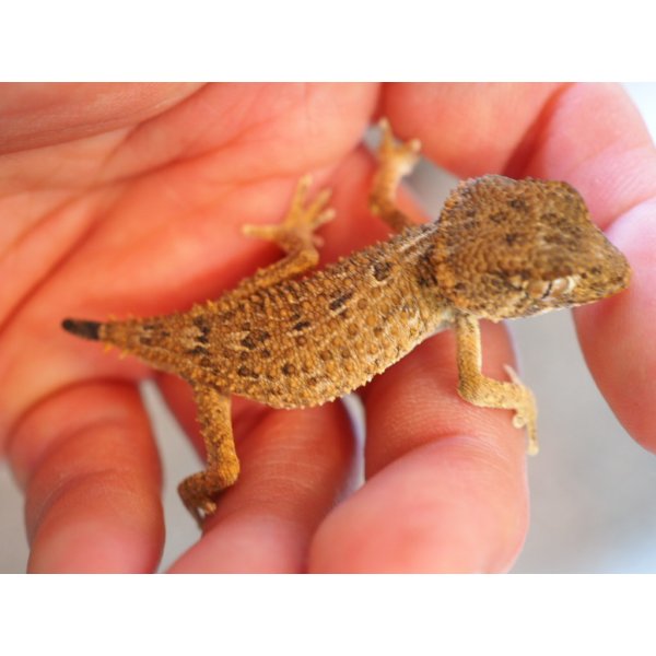 画像5: ■ヘルメットゲッコー　ペア　No.2　　　　　　　　　※尾切れ再生中 (5)