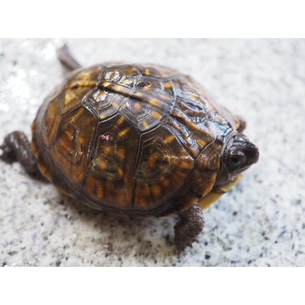 画像5: ■ミツユビハコガメ　　ペア (5)