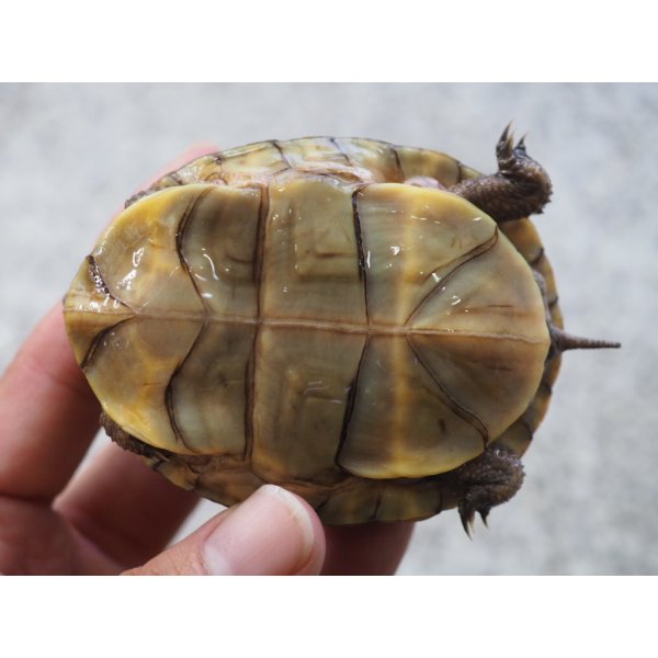 画像8: ■ミツユビハコガメ　　ペア (8)