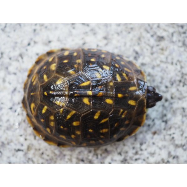 画像3: ■ミツユビハコガメ　　ペア (3)