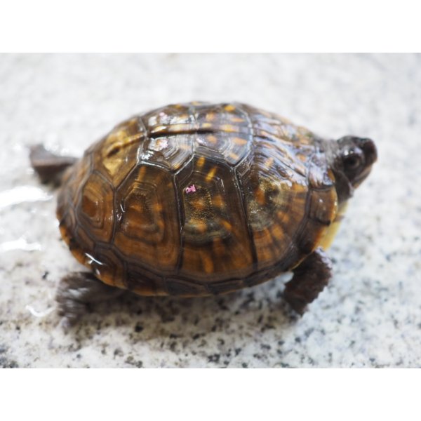 画像6: ■ミツユビハコガメ　　ペア (6)