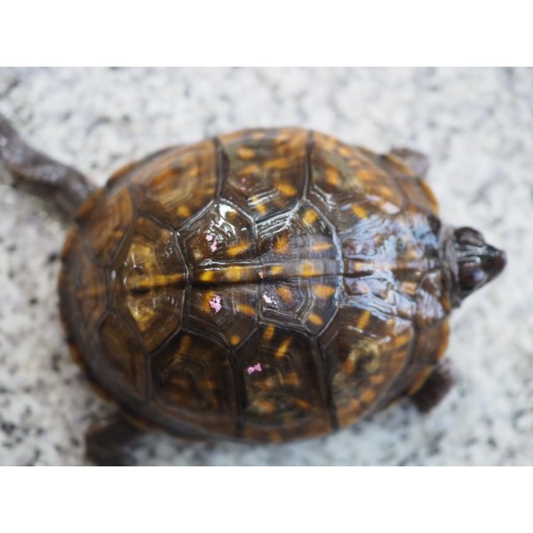 画像7: ■ミツユビハコガメ　　ペア (7)