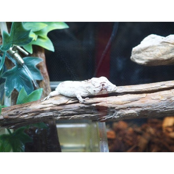 画像5: ■ポルカスカメレオンモドキ ペア 　　　No.2 (5)