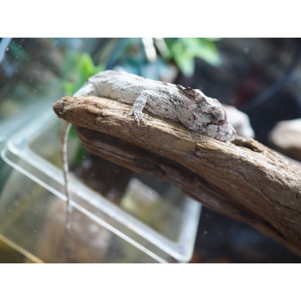 画像3: ■ポルカスカメレオンモドキ ペア 　　　No.2 (3)