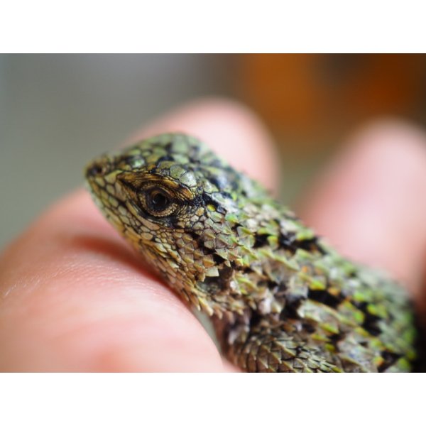 画像4: ■マラカイトハリトカゲ　ペア　　　　　　個体管理色　赤 (4)