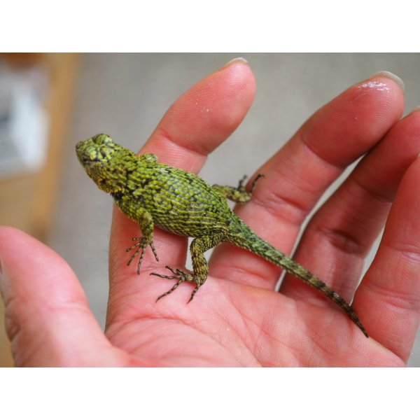 画像3: ■マラカイトハリトカゲ　ペア　　　　　　個体管理色　赤 (3)