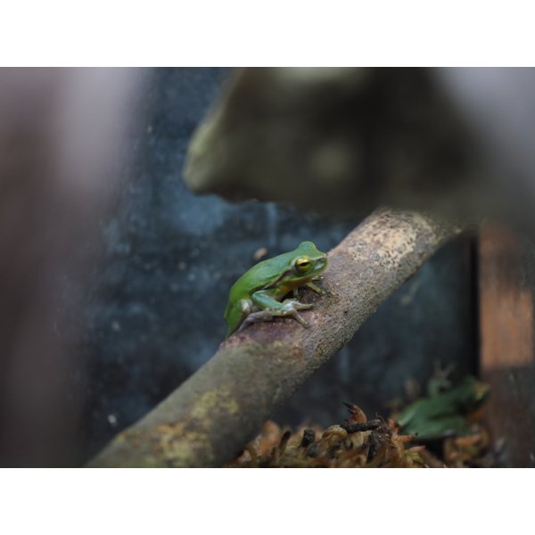 画像6: ■ハロウェルアマガエル (6)