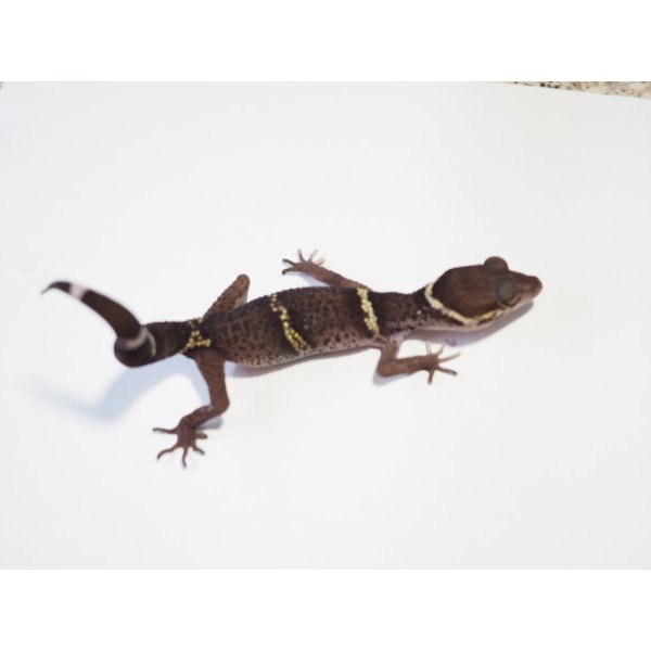 画像5: ■ハイナントカゲモドキ　ペア (5)