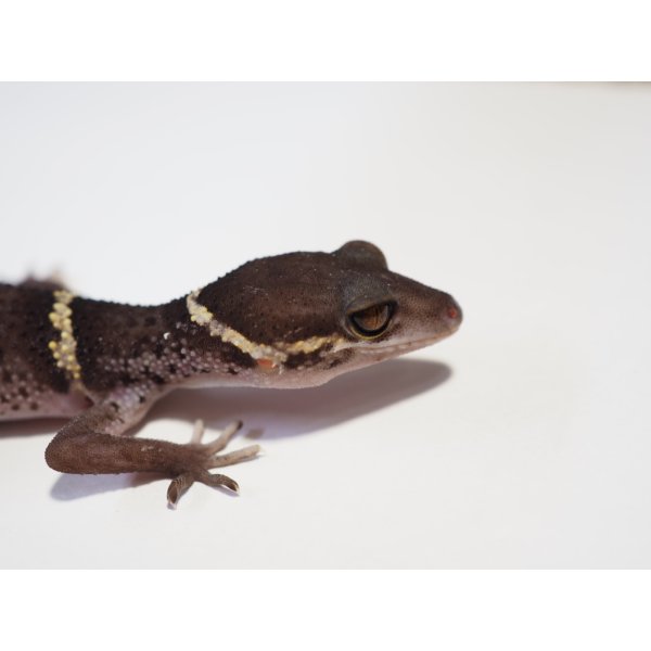 画像4: ■ハイナントカゲモドキ　ペア (4)