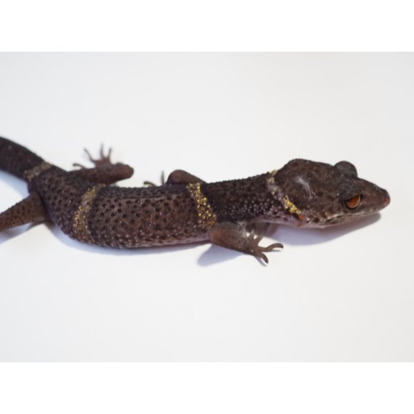 画像3: ■ハイナントカゲモドキ　ペア (3)