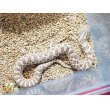 画像3: ■セイブシシバナヘビ　No.2　　　　●雌雄　♀　約30cm (3)