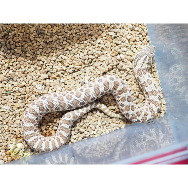 画像3: ■セイブシシバナヘビ　No.2　　　　●雌雄　♀　約30cm (3)