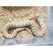画像1: ■セイブシシバナヘビ　No.2　　　　●雌雄　♀　約30cm (1)