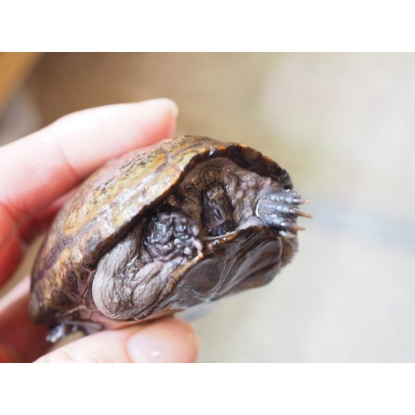 画像4: ■トウブドロガメ　ペア　　　　　　　●繁殖経験あり (4)