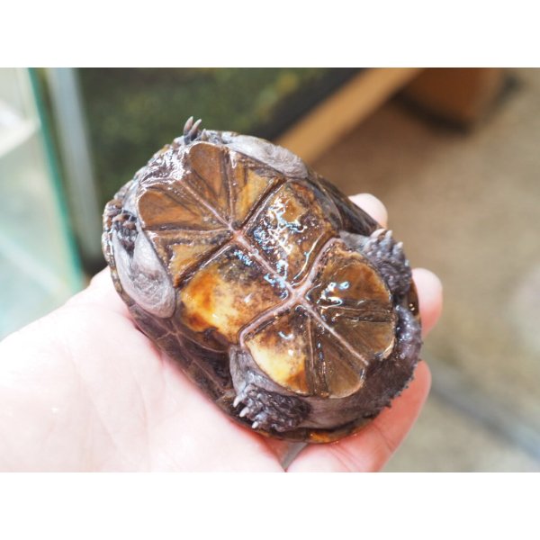 画像6: ■トウブドロガメ　ペア　　　　　　　●繁殖経験あり (6)