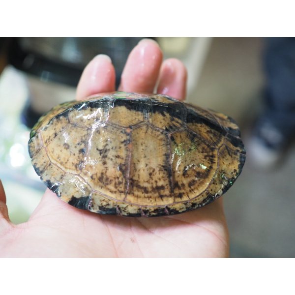 画像6: ■シロガオハコヨコクビガメ　　ペア (6)