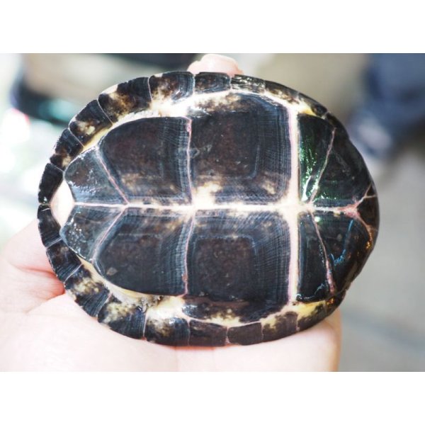 画像8: ■シロガオハコヨコクビガメ　　ペア (8)