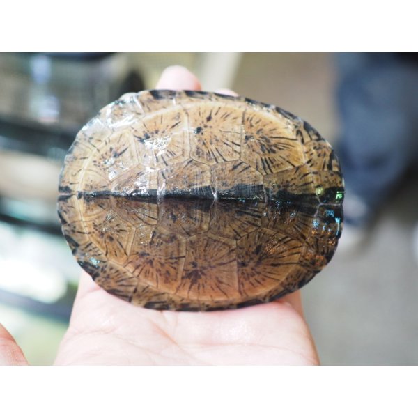 画像3: ■シロガオハコヨコクビガメ　　ペア (3)