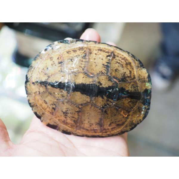 画像7: ■シロガオハコヨコクビガメ　　ペア (7)