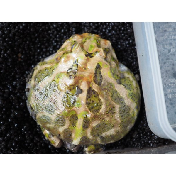 画像2: ■クランウェルツノガエル 約10.0cm　●品種　ブリスターノーズ (2)