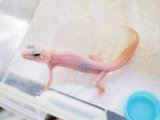 画像: ■ヒョウモントカゲモドキ　No.1　　●品種 　アルビノプラチナ ♂