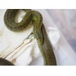 画像2: ■サキシマアオヘビ ♀  No.1 (2)