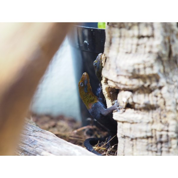 画像4: ■キガシライロワケヤモリ　ペア (4)