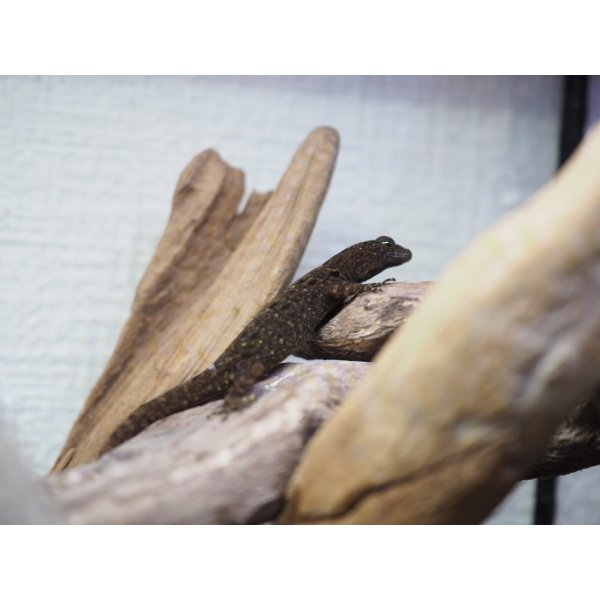 画像3: ■キガシライロワケヤモリ　ペア (3)