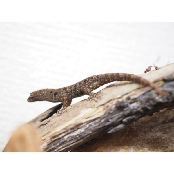 画像7: ■キガシライロワケヤモリ　ペア (7)