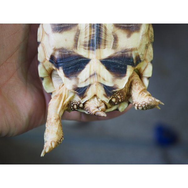 画像6: ■ビルマホシガメ　　No.1　　　　　●雌雄　不明　約101.0mm (6)