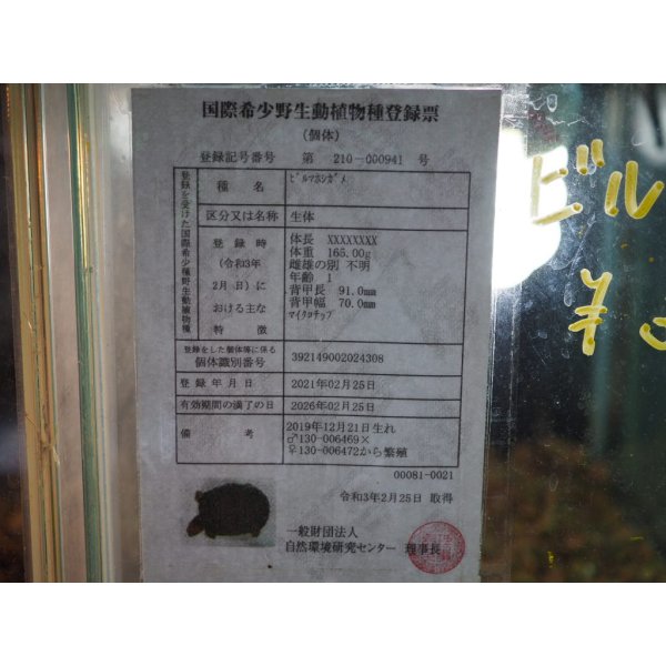 画像7: ■ビルマホシガメ　　No.1　　　　　●雌雄　不明　約101.0mm (7)