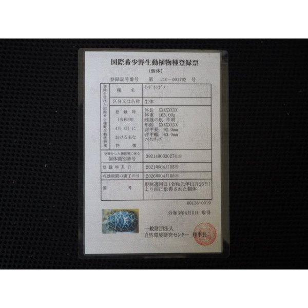 画像5: ■インドホシガメ　No.226　　　　　●性別 オス　　約113.0mm (5)
